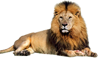 lion-hd-png-lion-png-clipart-png-image-1366